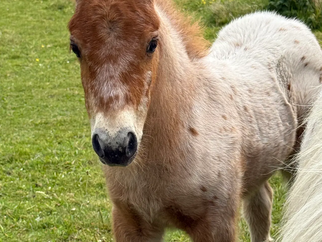 Billede 9 - Mini Pony 