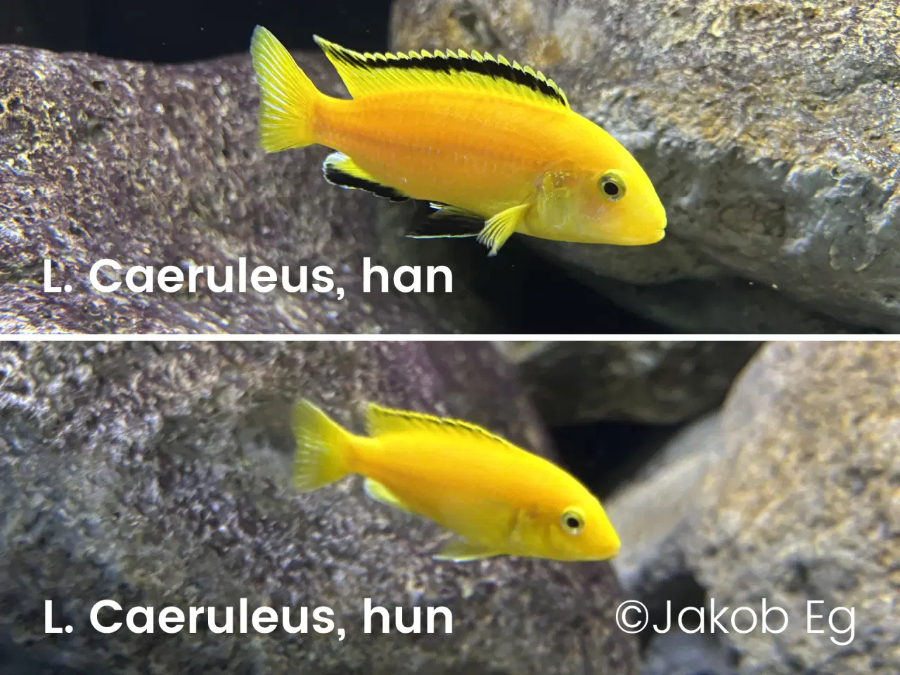 Billede 2 - Malawicichlider: Yngel af 11 forskellige arter