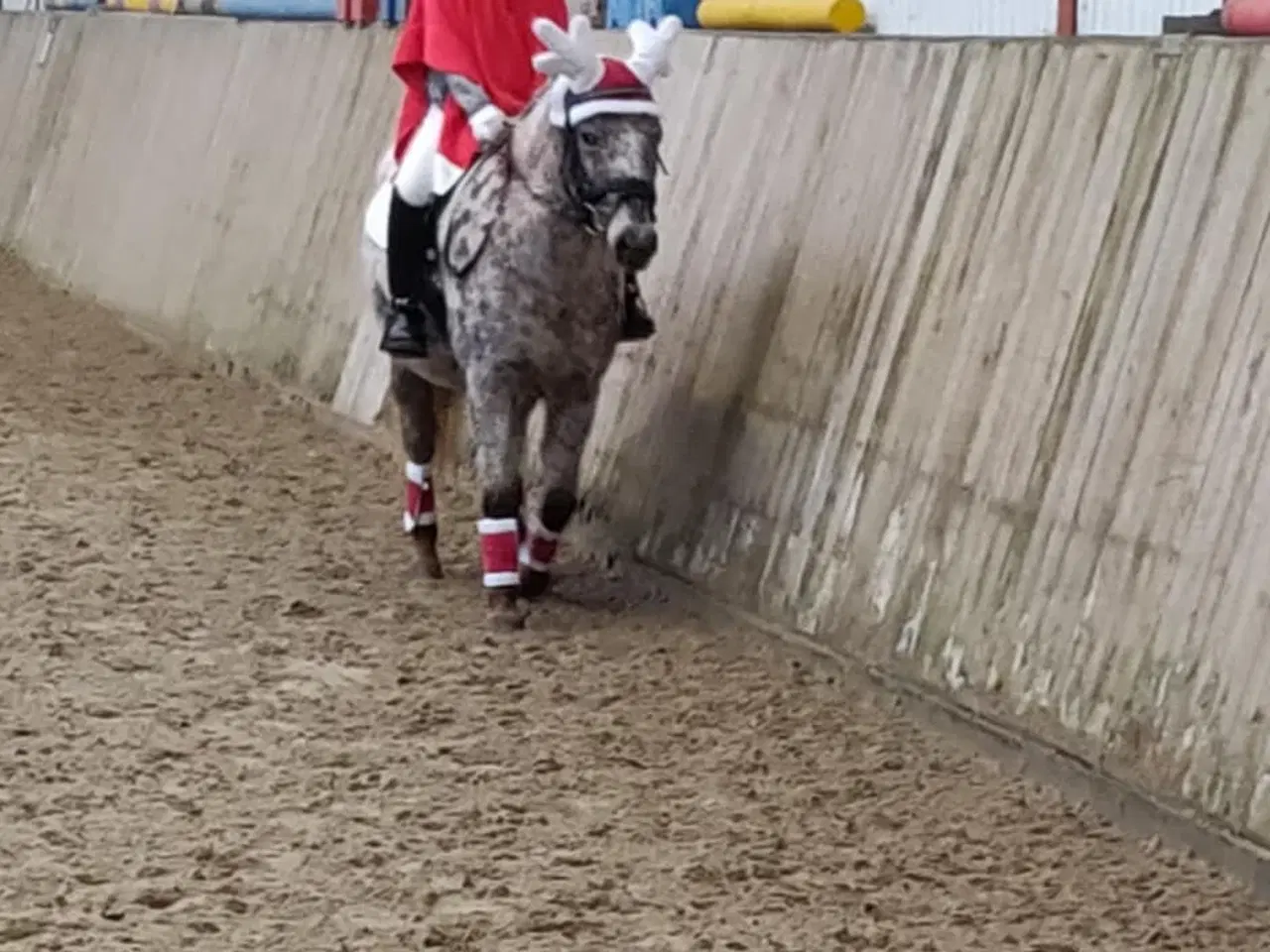 Billede 1 - 3èr pony hoppe