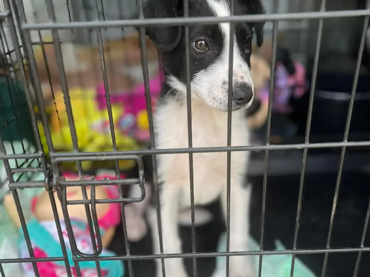 Billede 3 - Finn søger kærlighed 