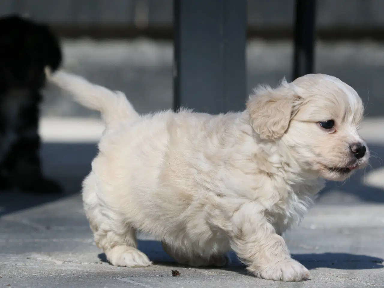 Billede 12 - Bichon havanais