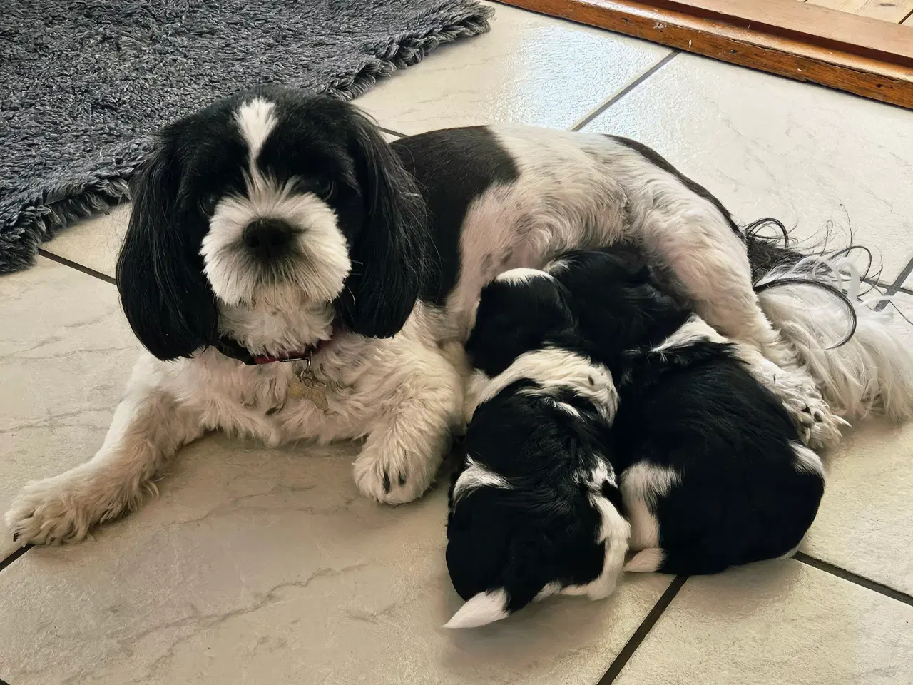 Billede 2 - Shih tzu hvalpe