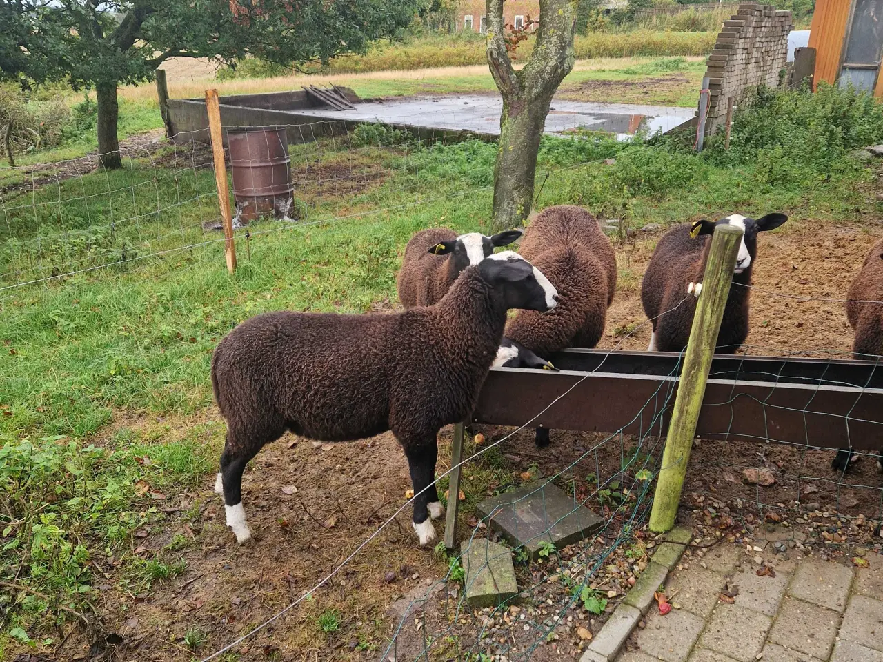 Billede 4 - Zwartsbles gimmer og vædderlam sælges M 3