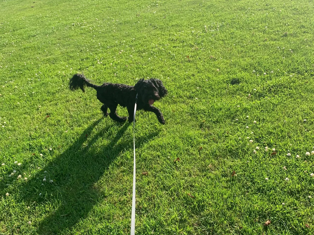 Billede 4 - Cockapoo hvalpe 