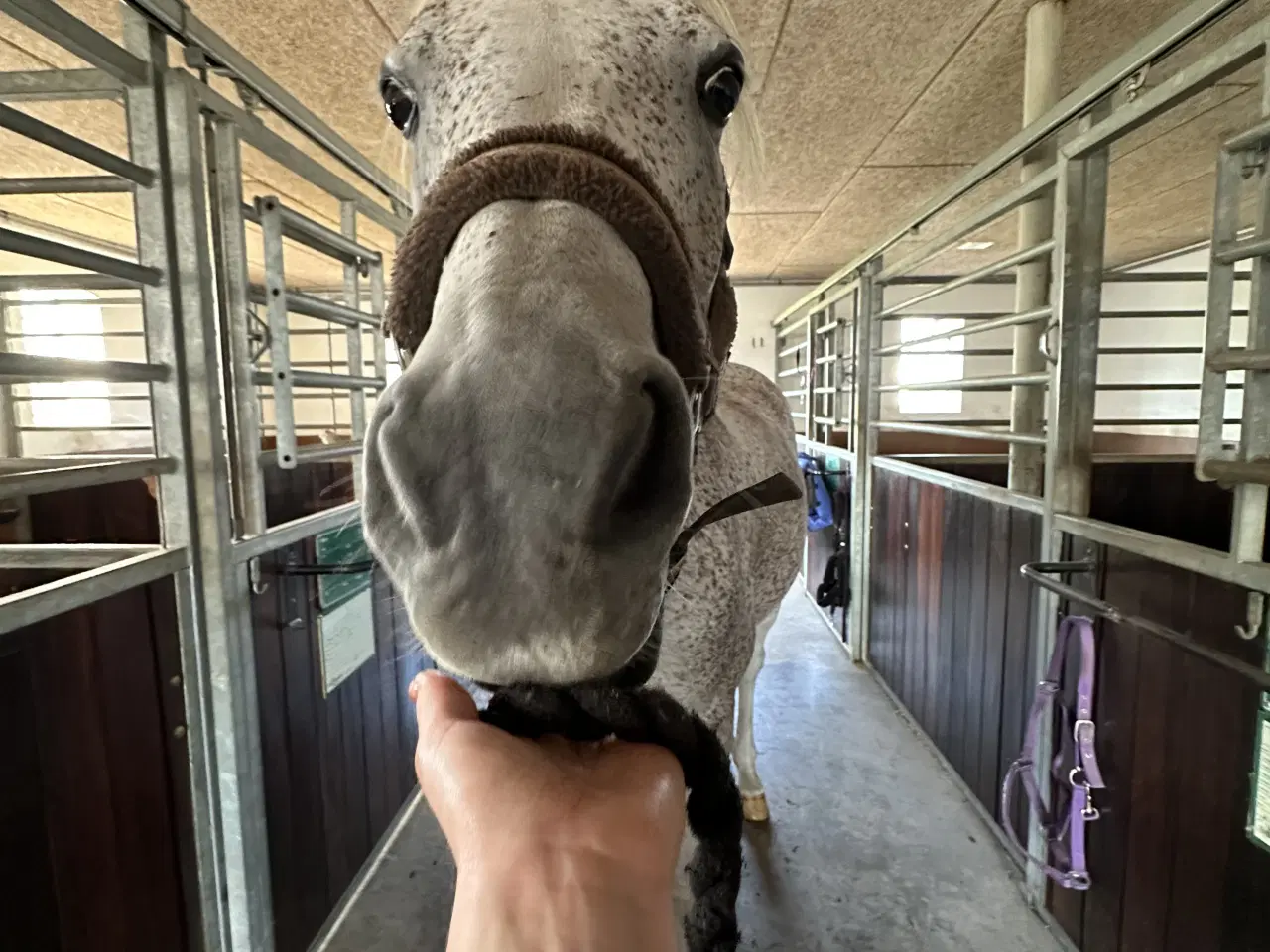 Billede 7 - Verdens bedste hest sælges