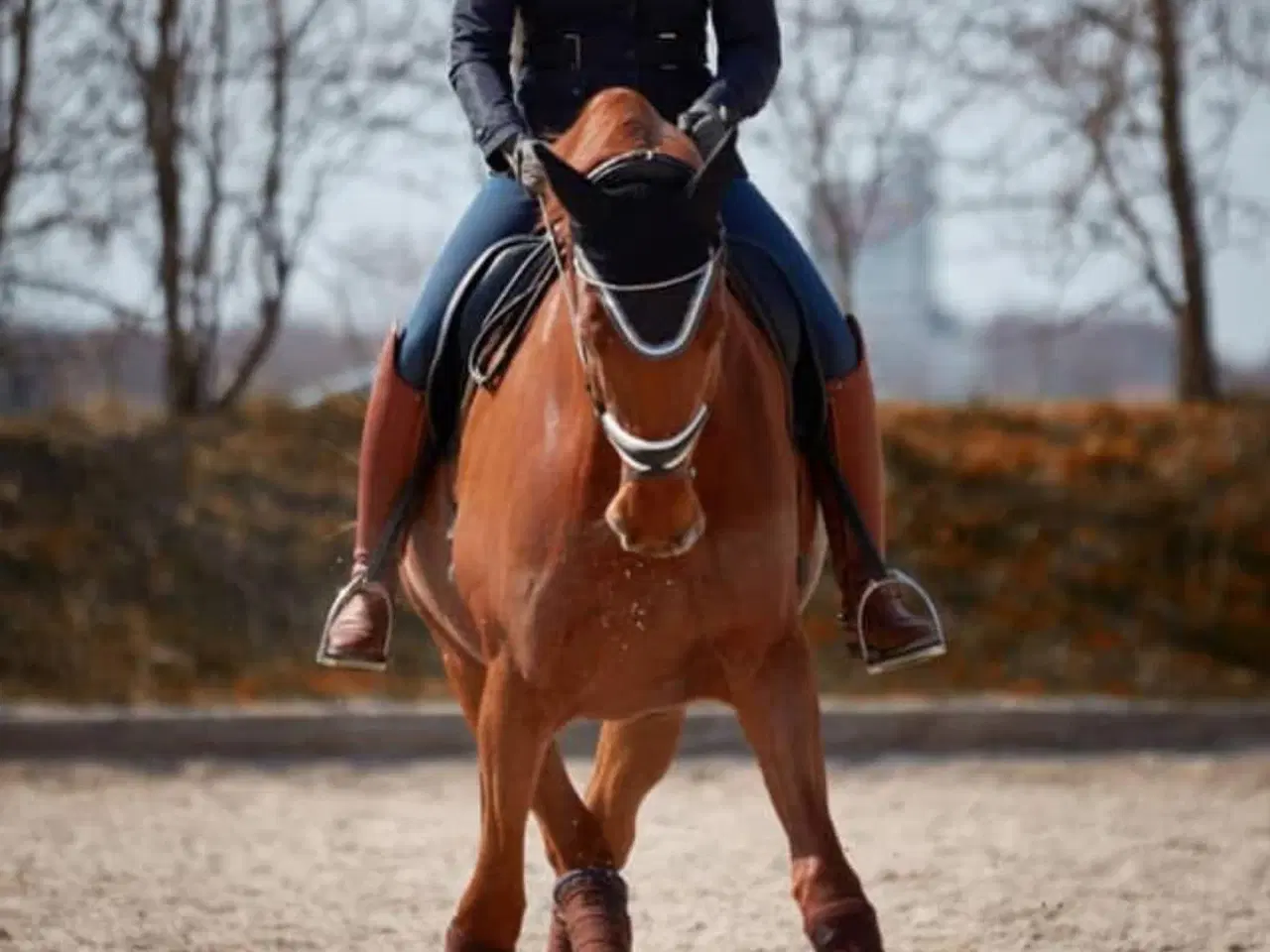 Billede 1 - Super pris ! Super skøn hest 