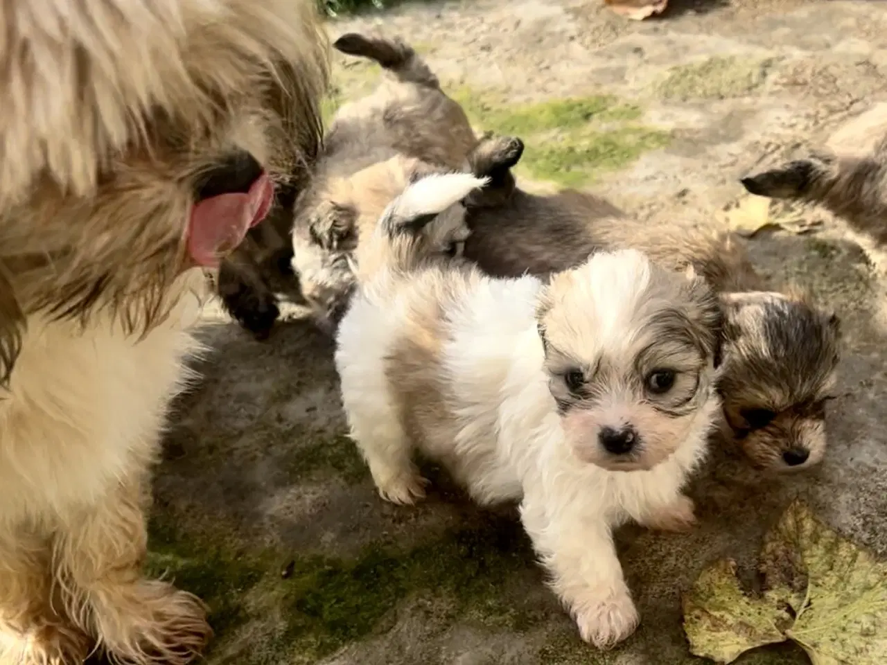 Billede 11 - Små allergivenlige og ikke fældende hundehvalpe