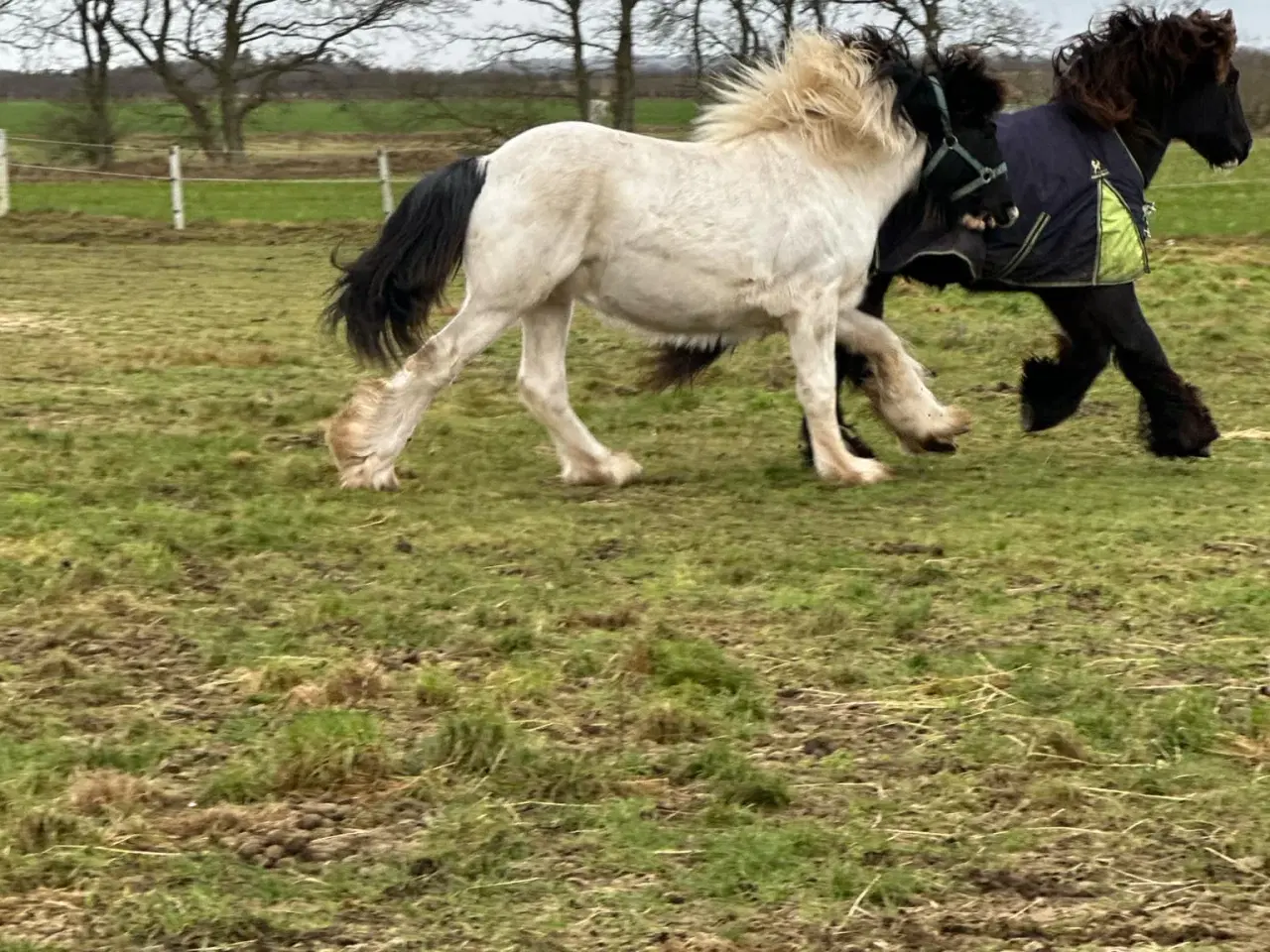 Billede 2 - Sød ung hingst byttes evt til anden hest/pony