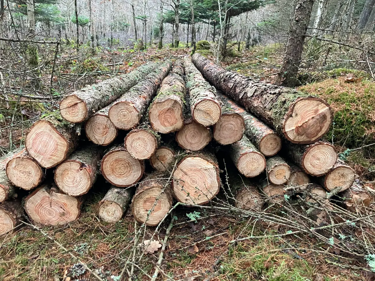 Billede 1 - Lærkepæle