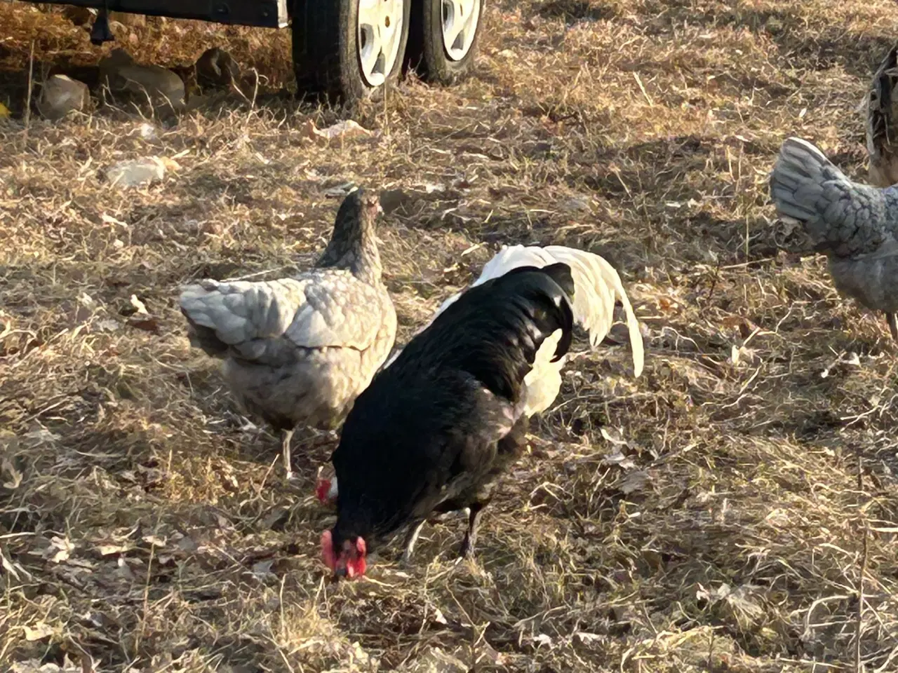 Billede 2 - Australorps haner