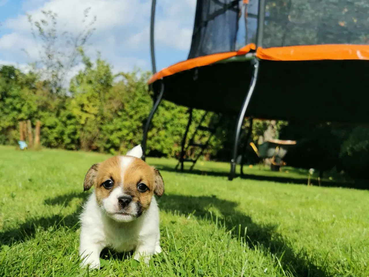 Billede 5 - Hunde hvalpe