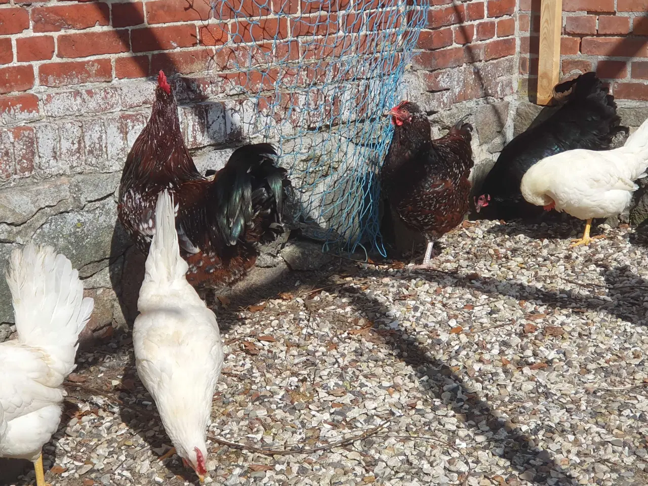 Billede 2 - Havehøns
