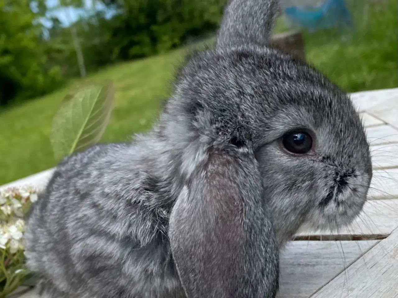 Billede 1 - FRANSK VÆDDER HAN CHINCHILLA