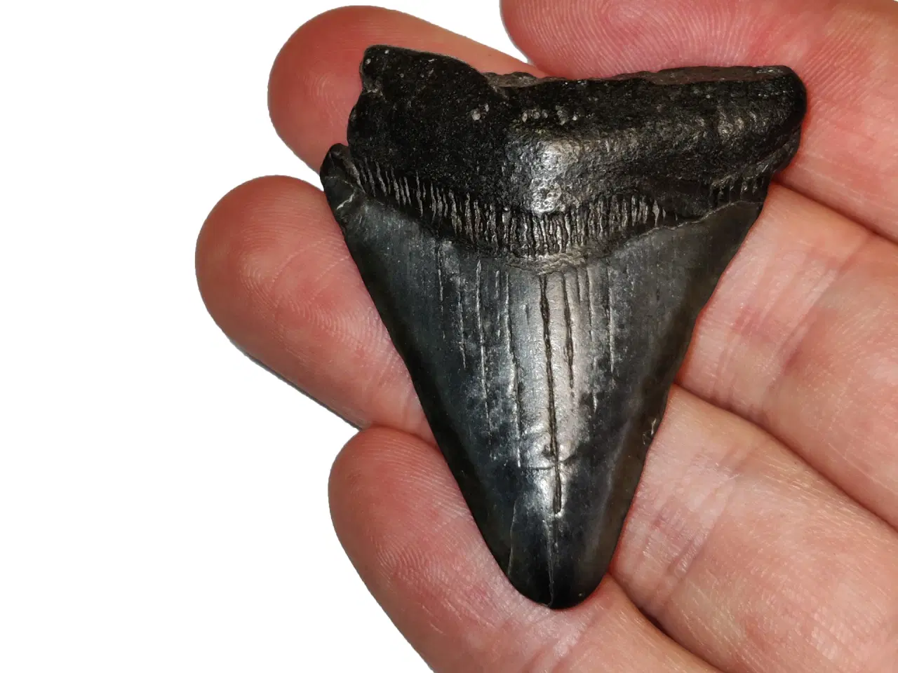 Billede 3 - Megalodon tand 4,5 cm