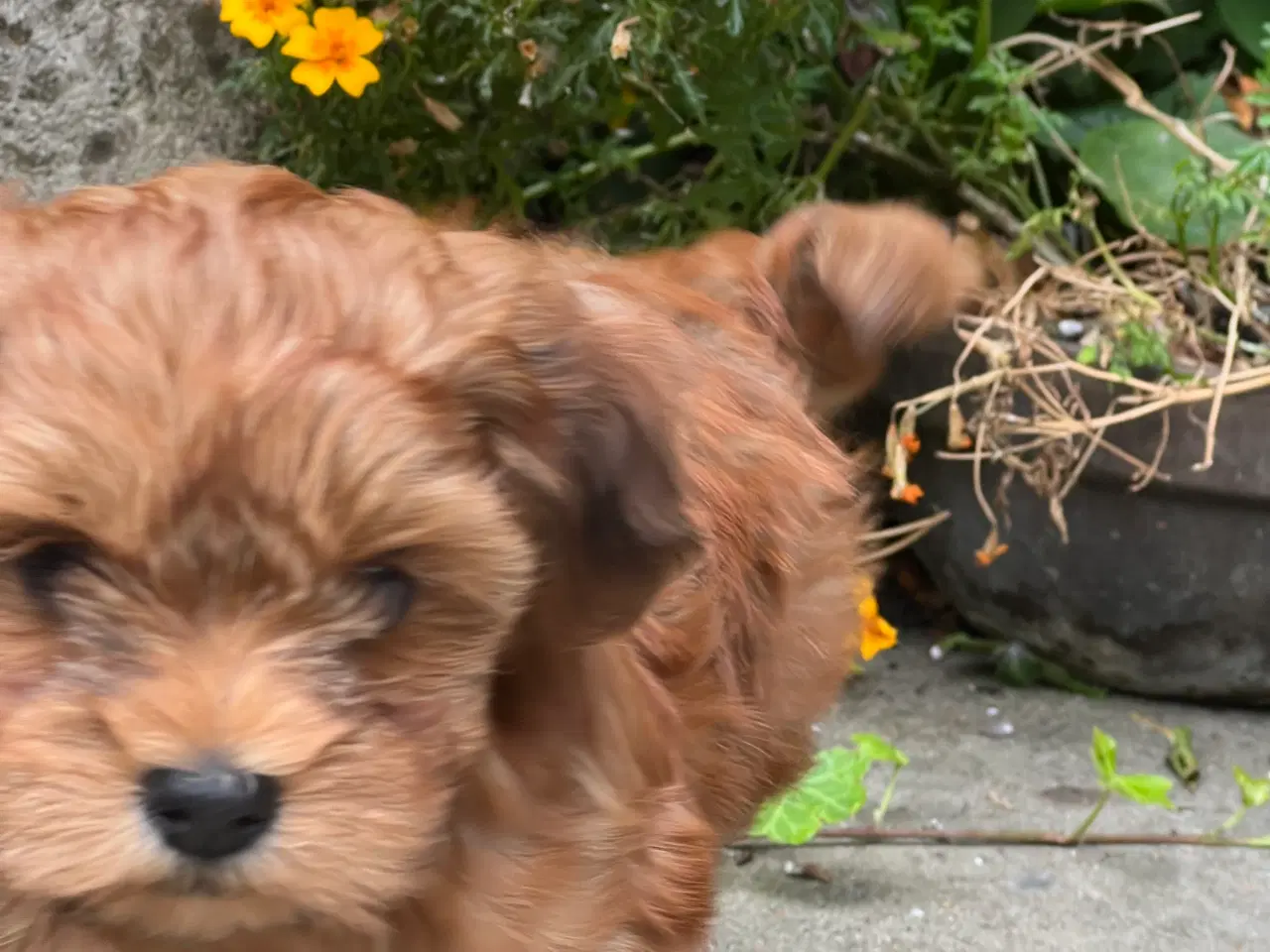 Billede 10 - 🧡Søde & Smukke Bichon Havanais 🧡
