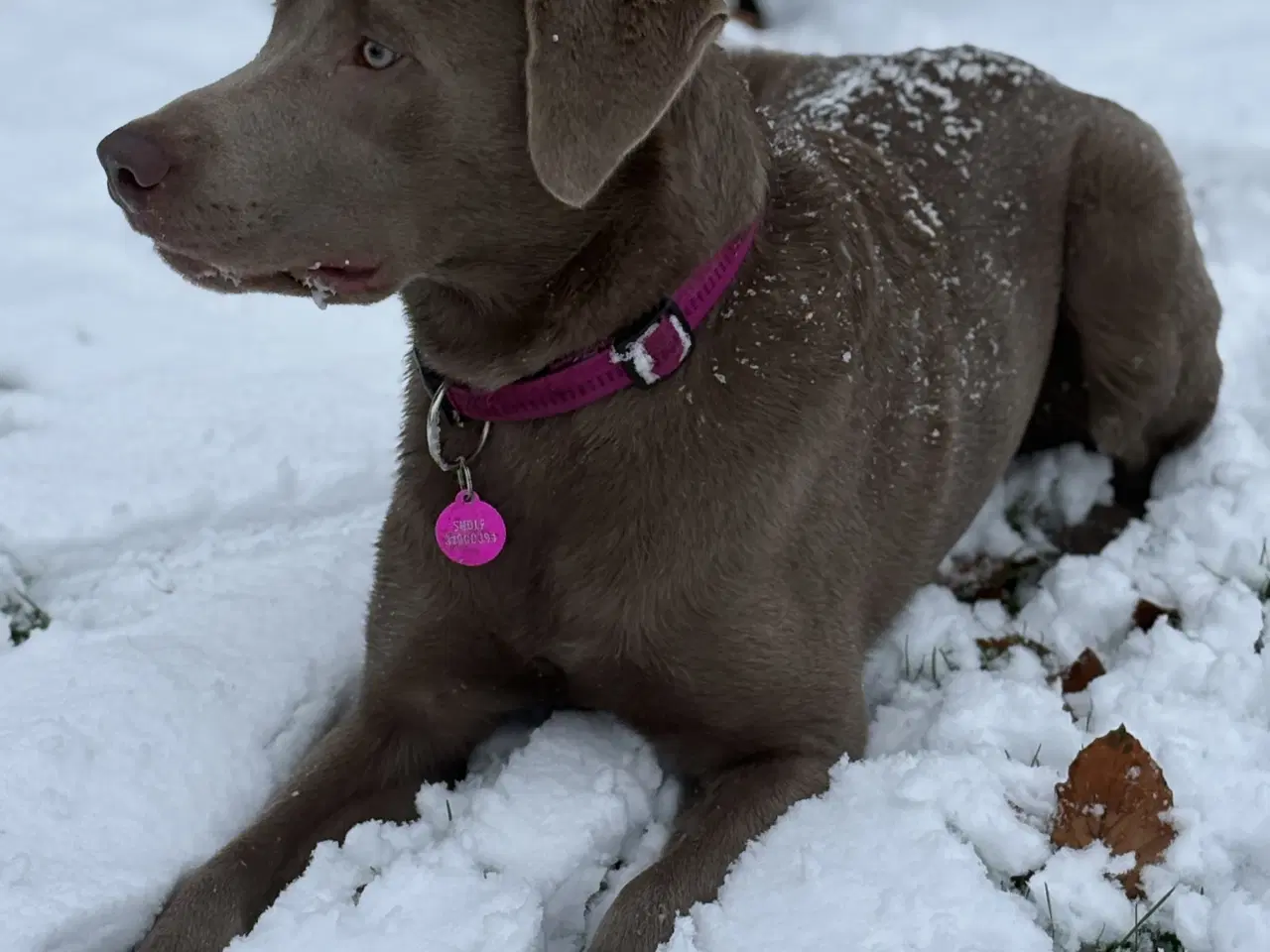 Billede 3 - Parring tilbydes