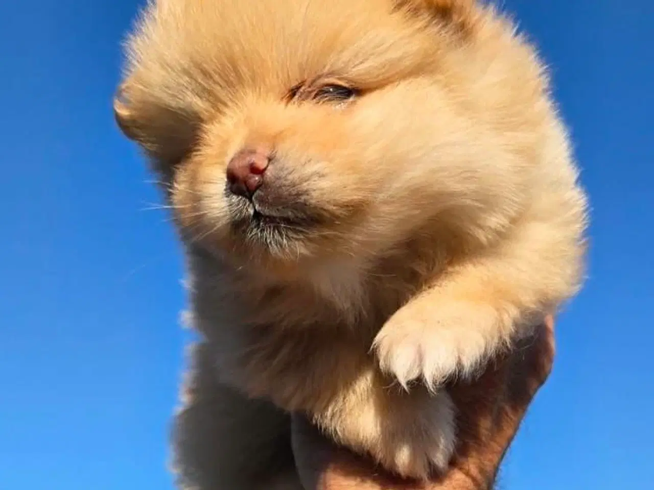 Billede 1 - Pomeranian 