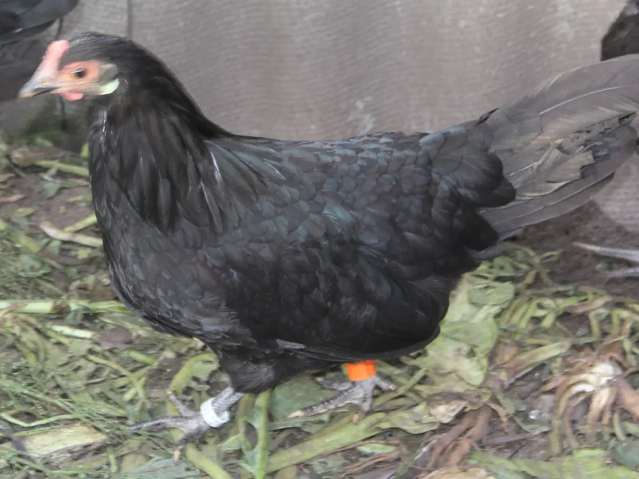 Billede 1 - Landhøns / Lutter