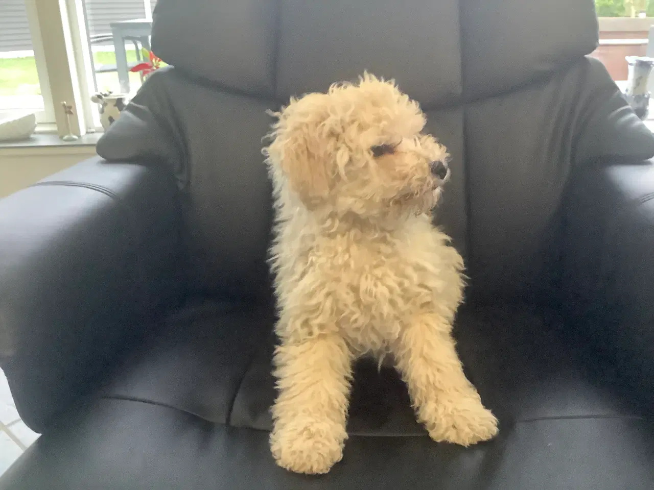 Billede 1 - Mellem Puddel