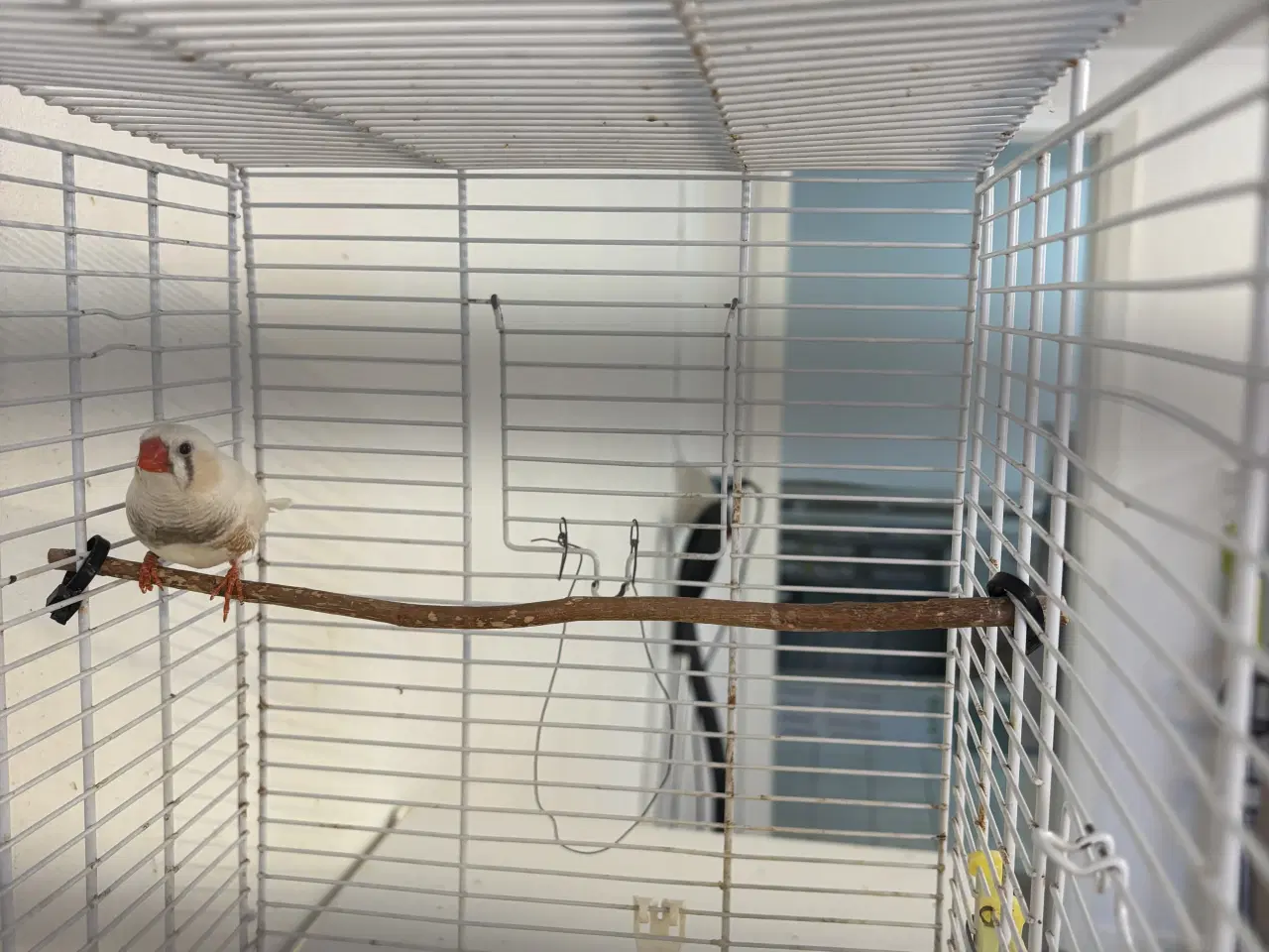 Billede 1 - 1,1 XL Zebrafinker 