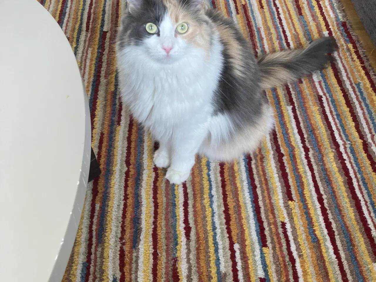 Billede 3 - Gratis (Maine Coon & Ragdoll) søger nyt hjem 