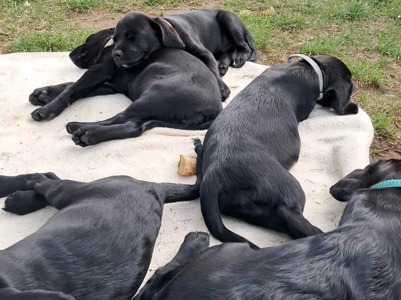 Billede 13 - Springador hvalpe