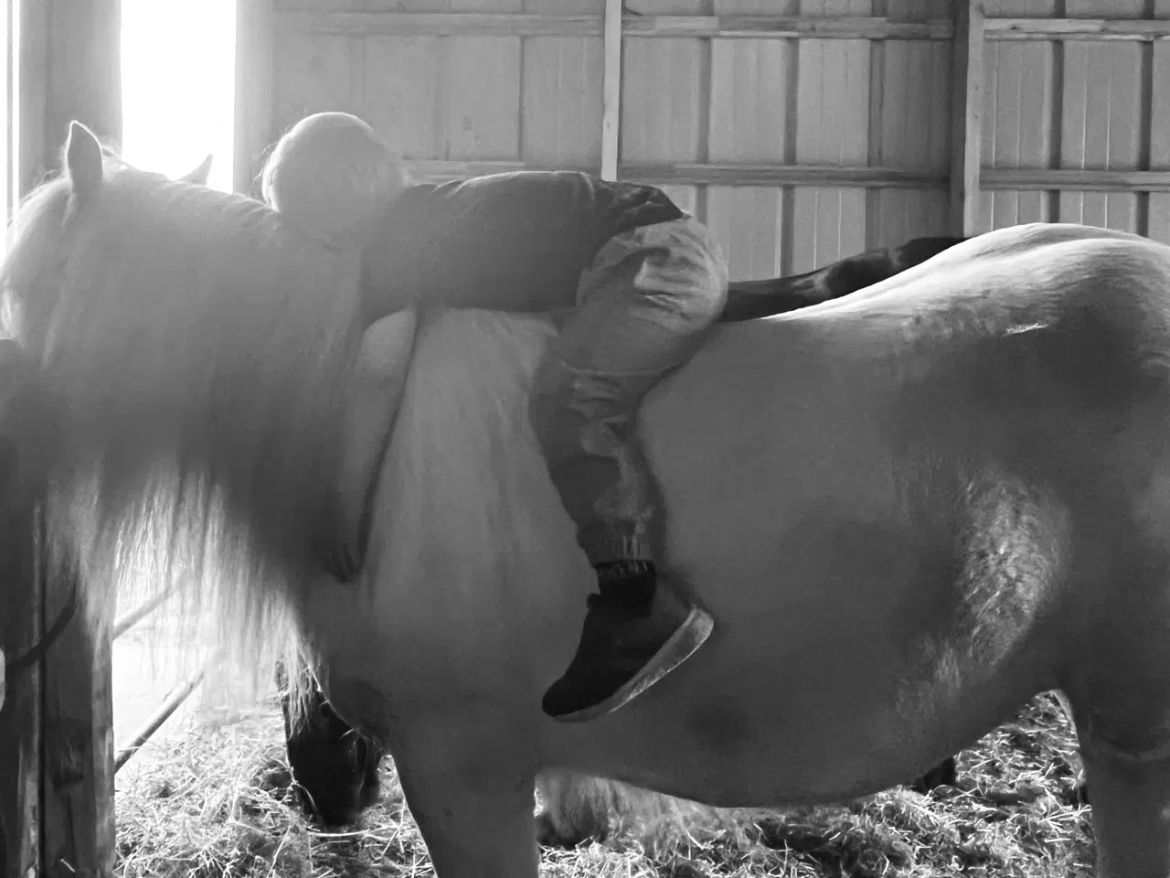 Billede 10 - Irish Cob - Tinker hoppe - 2 år