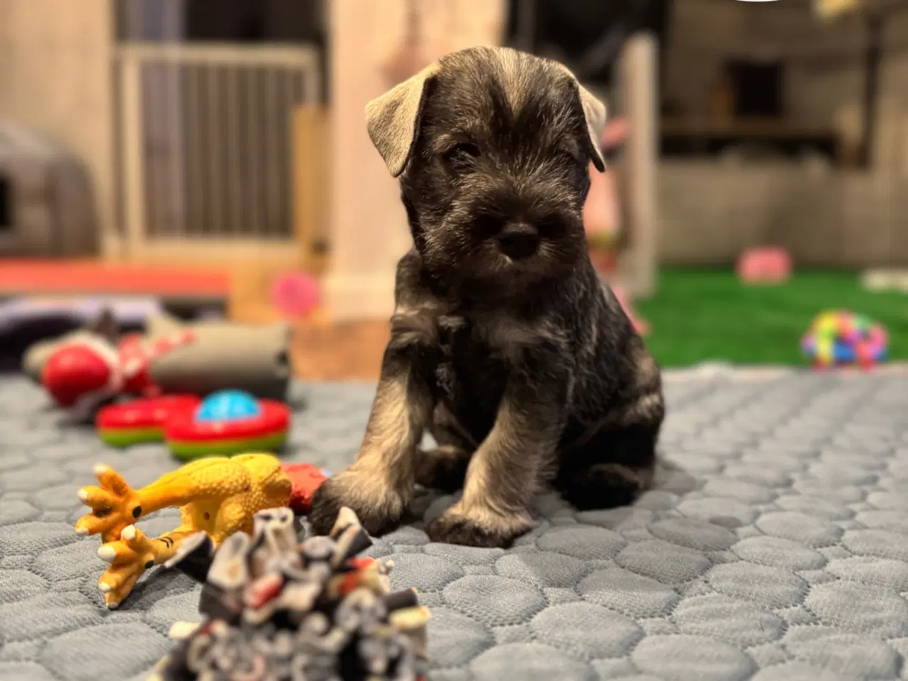 Billede 2 - Puppy Miniature Schnauzer, Dværgschnauzer FCI