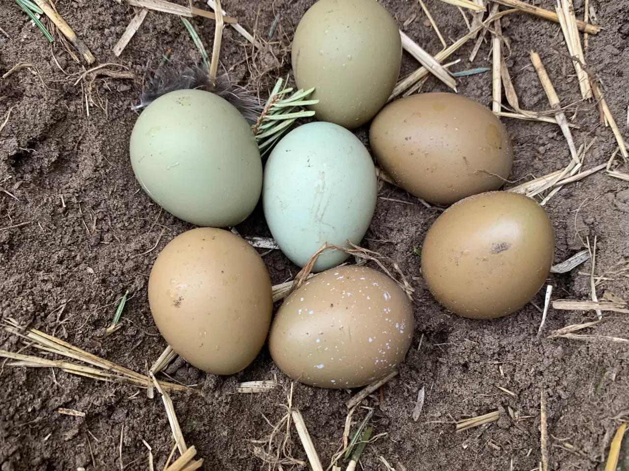 Billede 1 - Fasan æg