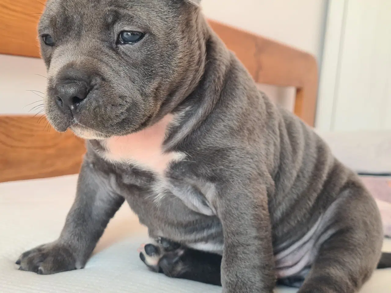Billede 5 - American Bully pige blå - abkc Pocket