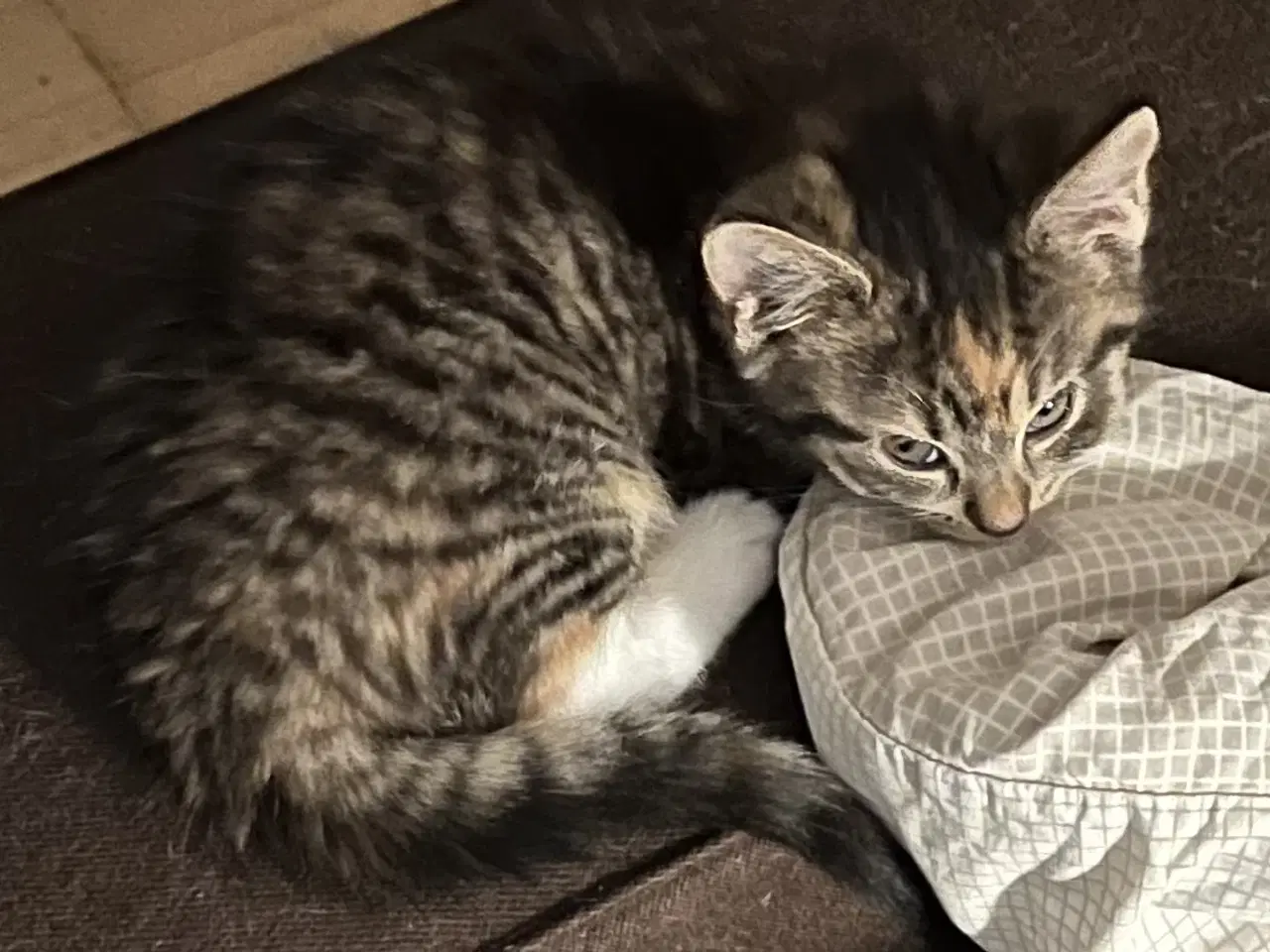 Billede 1 - Killinger 