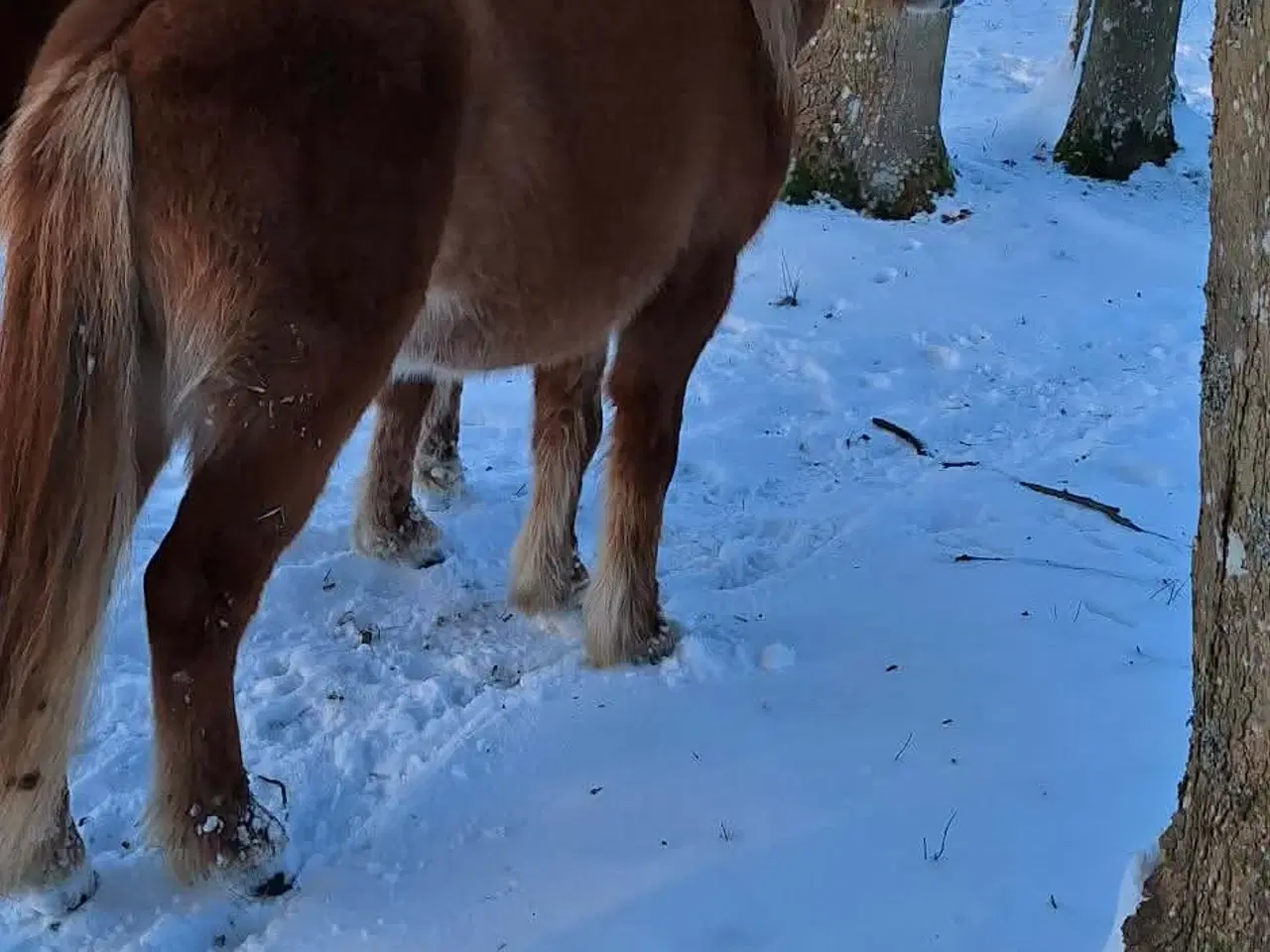 Billede 3 - lækre islænder hingste 3 og 4 år