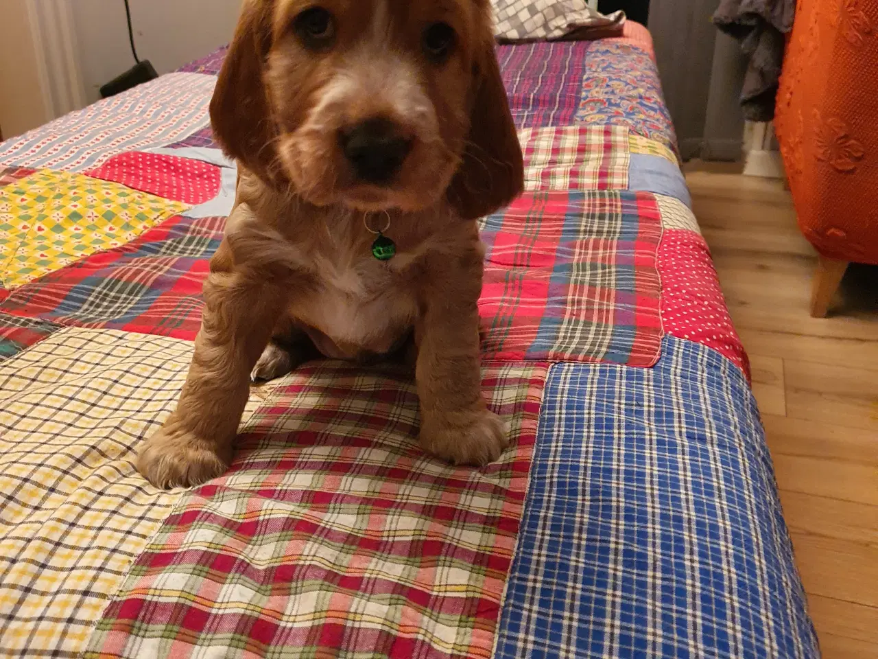 Billede 8 - engelsk cocker spaniel