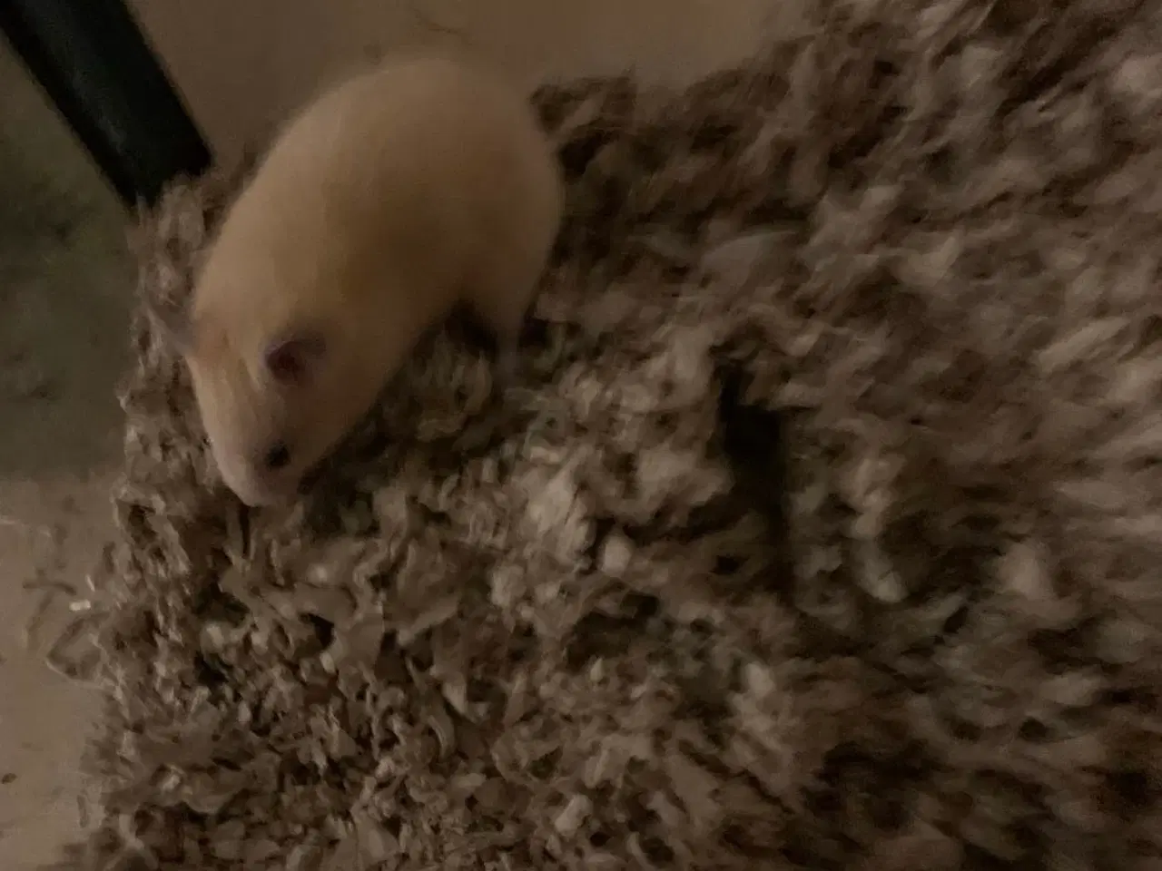 Billede 2 - Gratis Guld hamster 
