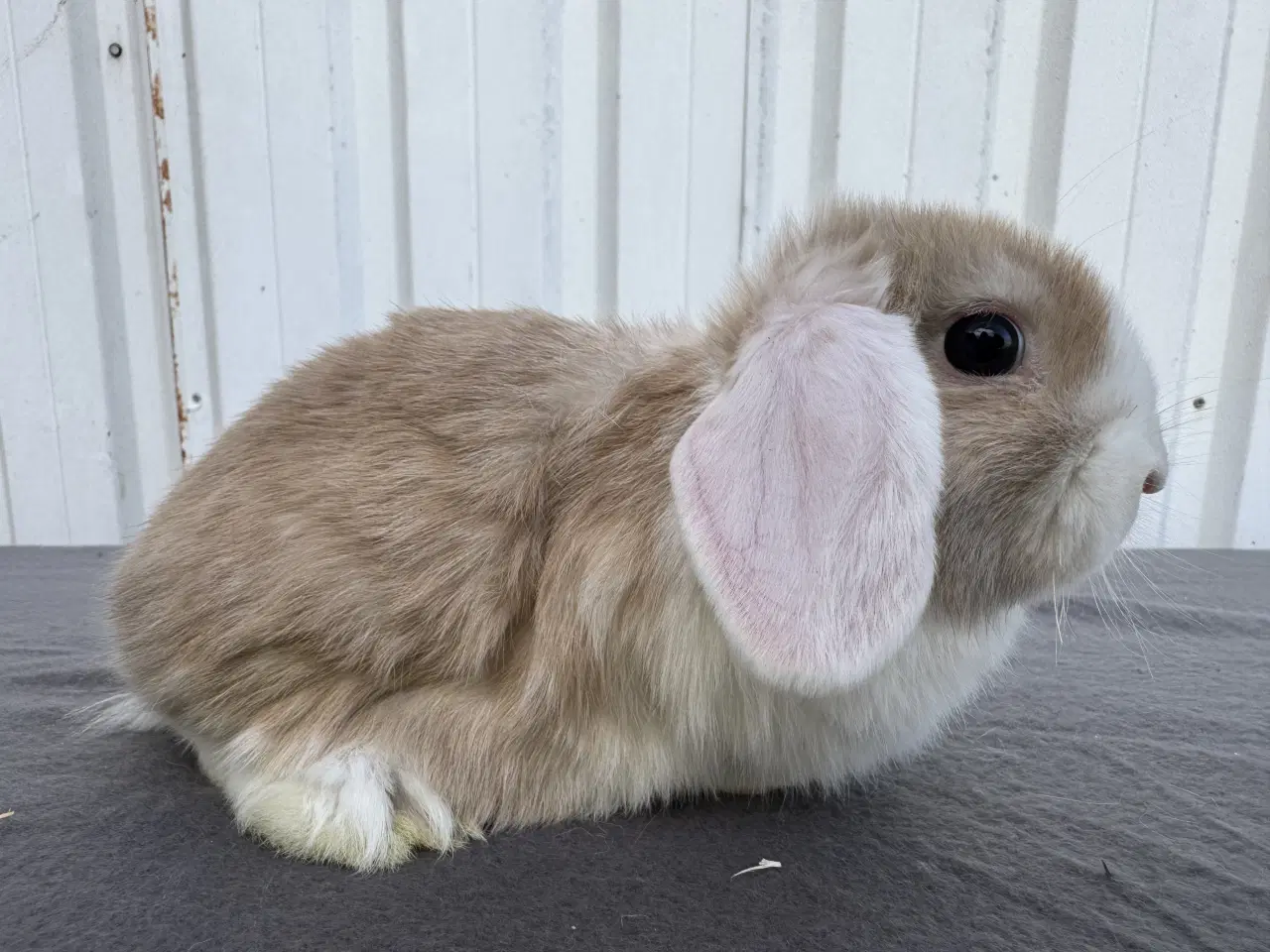 Billede 6 - Dværgvædder/Mini lop hunkanin