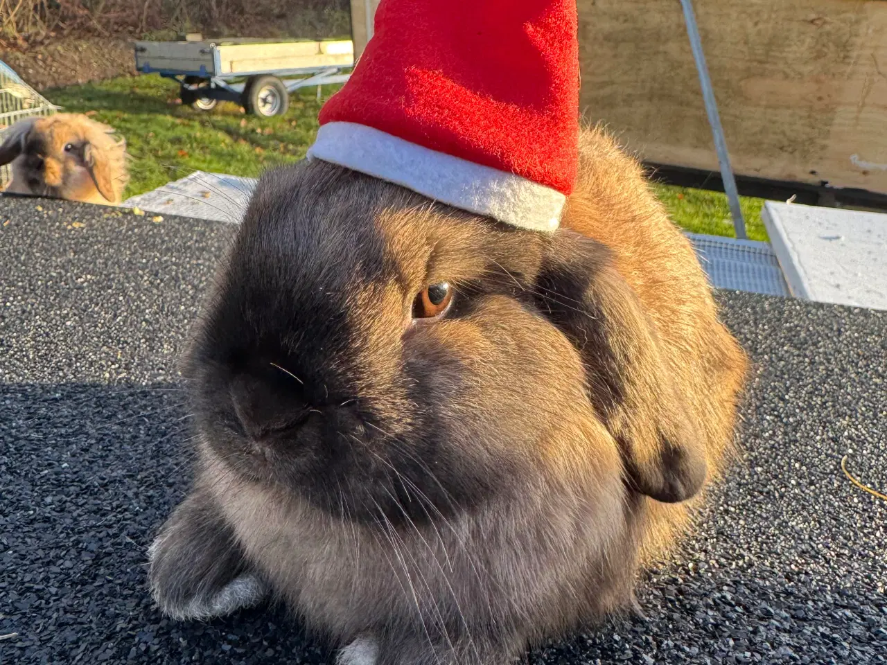 Billede 4 - Kanin unge 