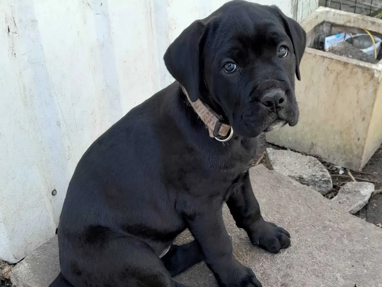 Billede 6 - Cane corso hvalpe