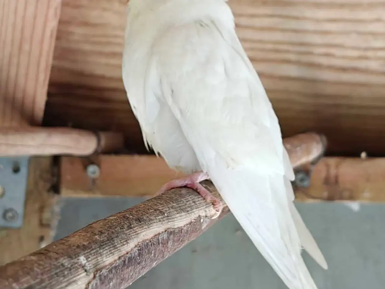 Billede 4 - Undulater