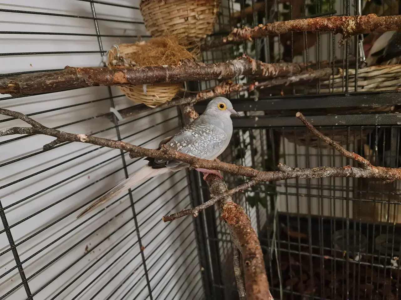 Billede 1 - Jeg søger nyt hjem 