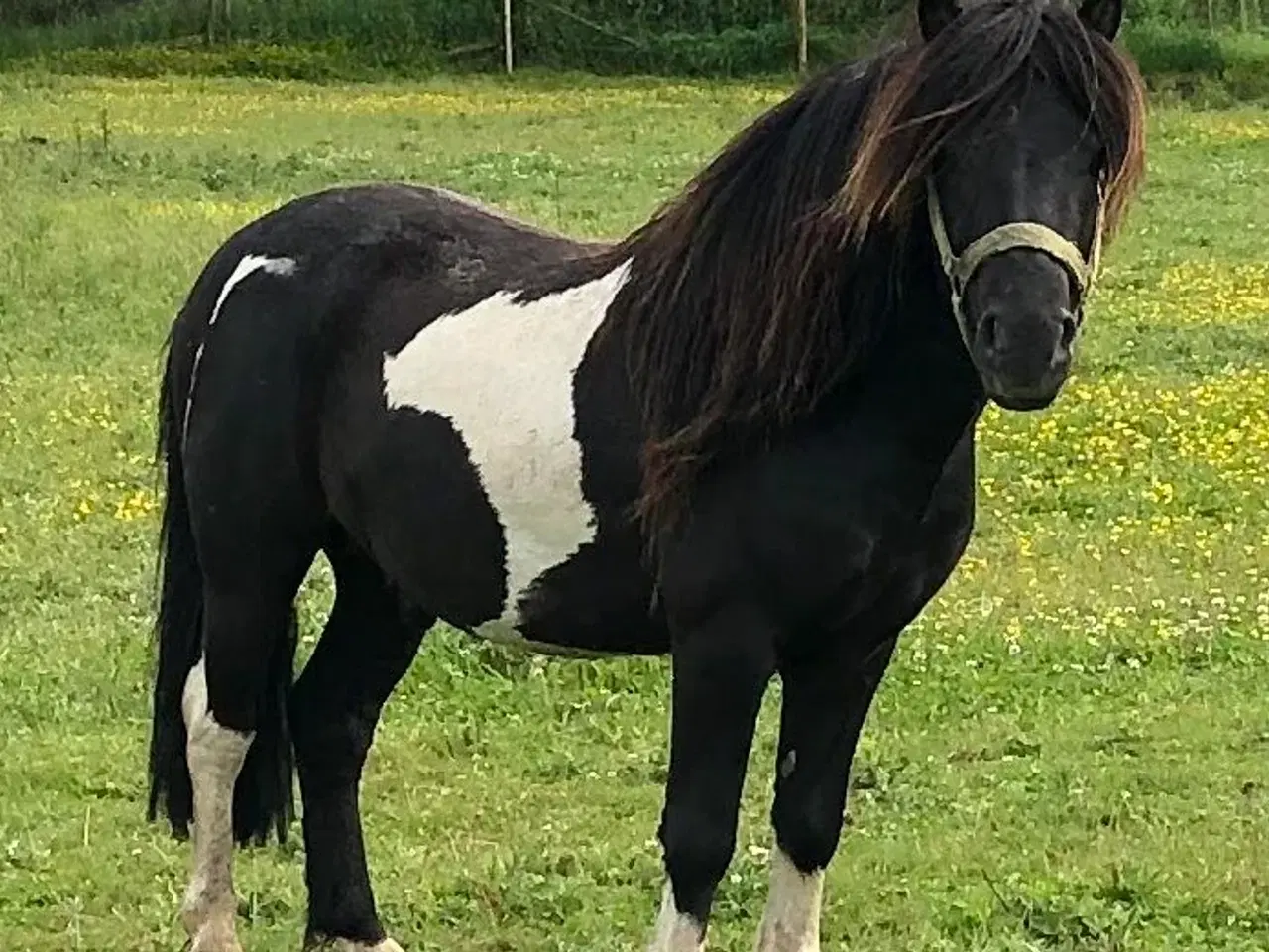 Billede 1 - Shetlænder / islænder blanding