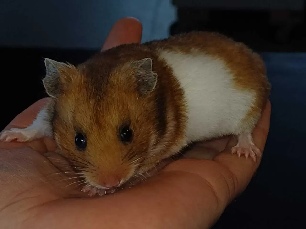Billede 10 - Guldhamster unger