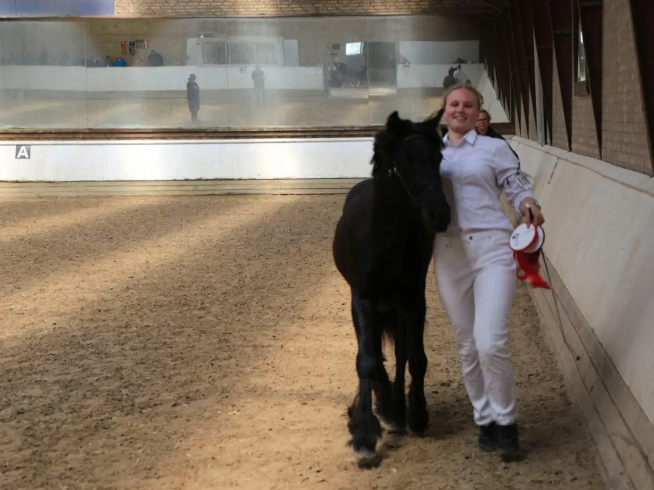 Billede 9 - 1 års fell hingst 
