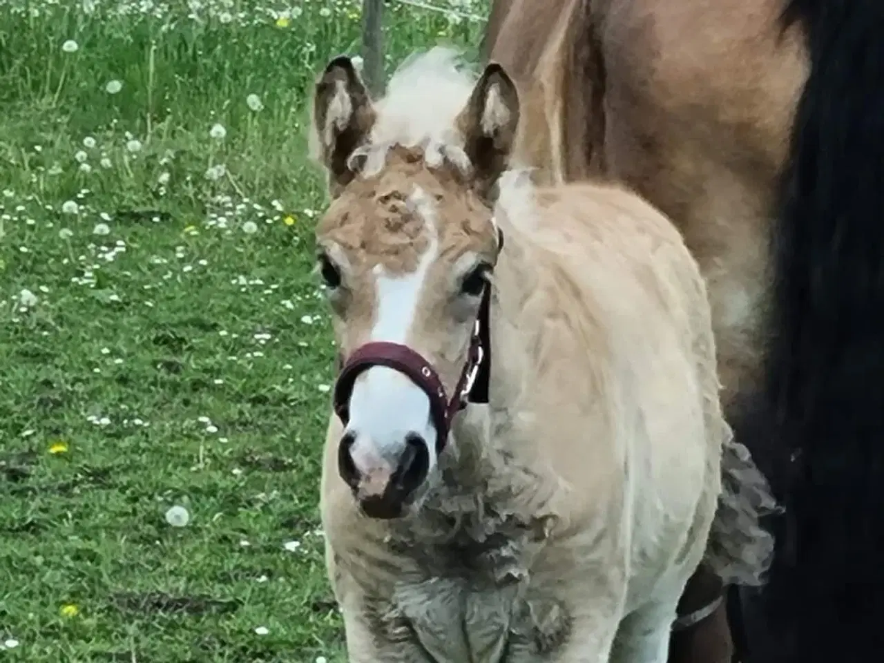 Billede 5 - Nordsvensk 2,5 års hoppe 