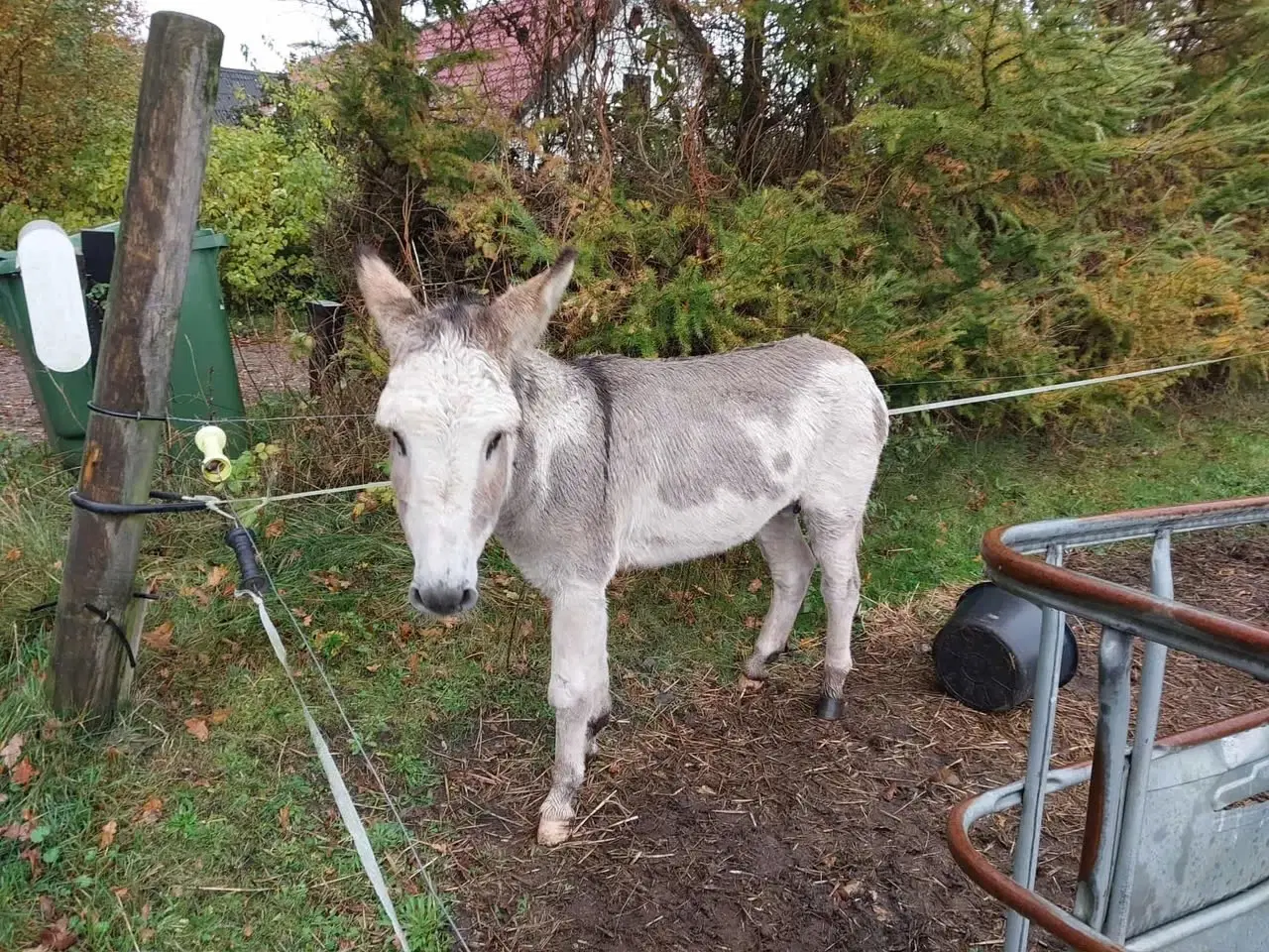 Billede 2 - Sød æsel hingst sælges 