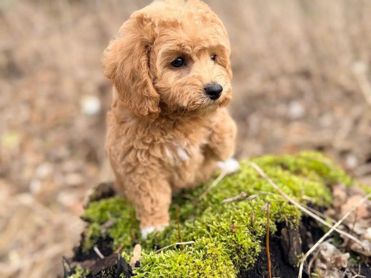 Billede 3 - Pooton dreng rejseklar nu