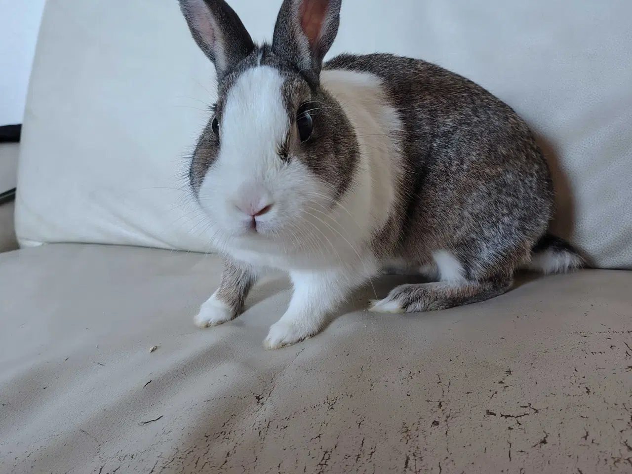 Billede 2 - Hermelin, Hun kanin 🌸