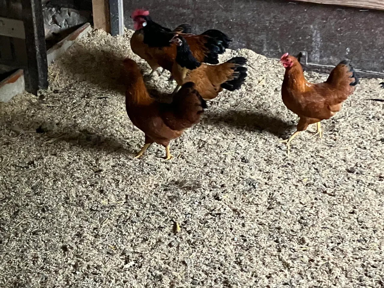 Billede 2 - Dværghønseflok