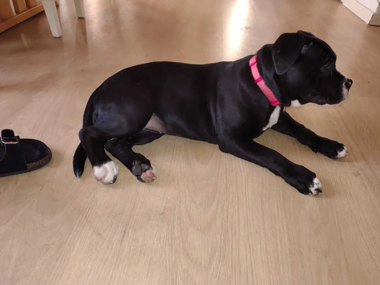 Billede 6 - Lækker blandings tæve