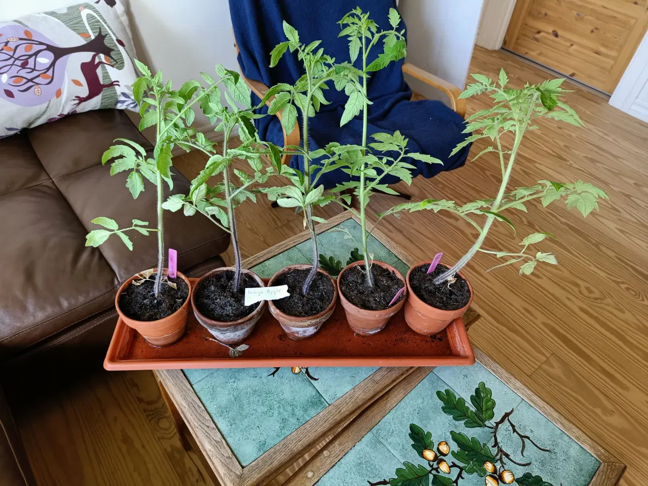 Billede 5 - Mange forskellige tomatplanter