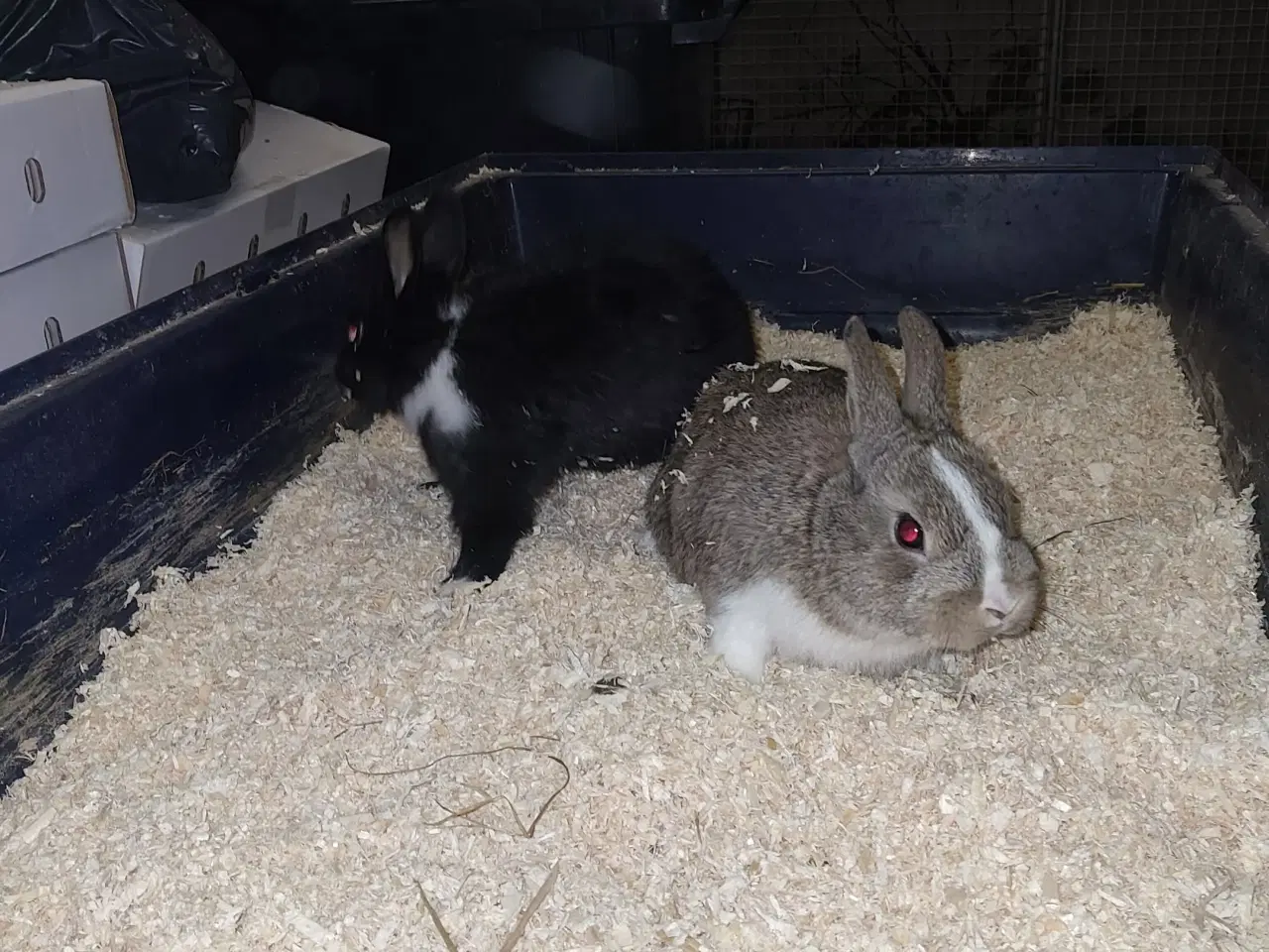 Billede 3 - Hermelin unger sælges